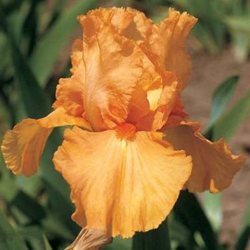 Ирис 'Оранж Хаpвест' / Iris germanica 'Orange Harvest'